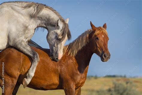 Rubia jovencita chingando con un caballo. --:-- Relatos de Zoofilia, Zoofilia con Caballos. Descripción. Esta jovencita mayor de edad es tan guapa y fina que parece una muñeca y sorprende saber que detrás de esa apariencia de niña buena se esconde una fiera sexual. La rubia es adicta a las pollas grandes y por eso quiere probar sexo con ...